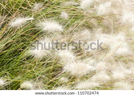 grass with fluffy, gentle flowers are shaking on the wind