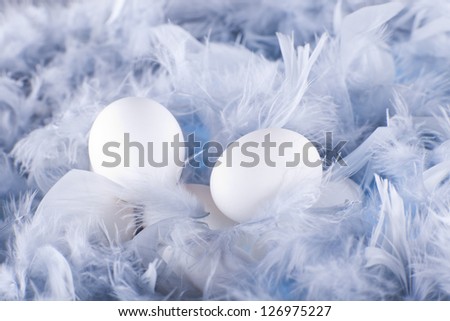 white eggs in the soft, gentle blue feathers