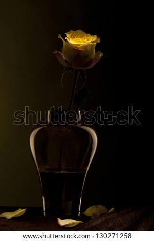 yellow rose in the yellow vase on a dark background
