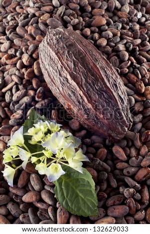 cocoa bean with flower on cocoa beans background