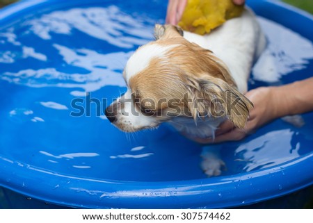 Puppy Chihuahua take a bath