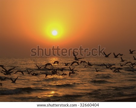 Flock of birds flying over ocean silhouetted with sunset