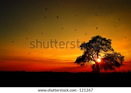 Sunset with a tree and birds.