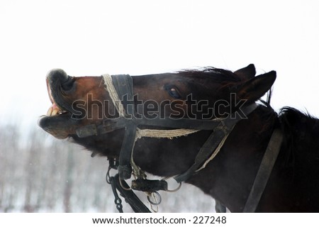 A nice horse showing it\'s teeth