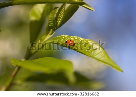 bright orange lady-bird on the green leaf