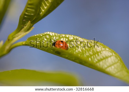 bright orange lady-bird on the green leaf