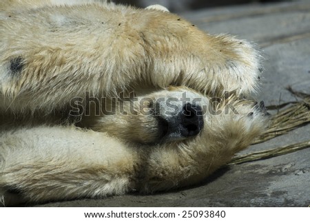 Polar Bear Peek-A-Boo