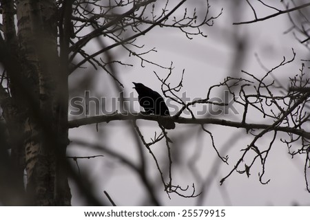Ominous Raven