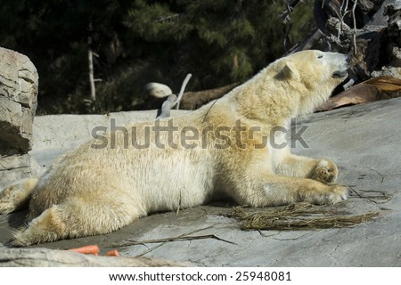 Bears Laying Down