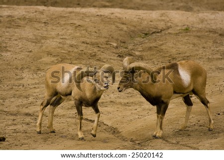 stock photo   afghan urial pre