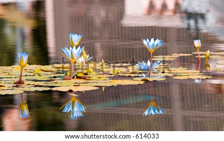 Lilies like a painting (exclusive at shutterstock)