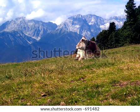 Happy cow resting (exclusive at shutterstock)