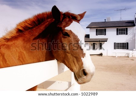 Elegant horse with farm house in the back