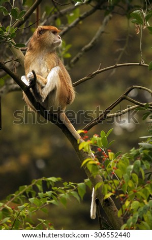 Patas Monkey sitting in a tree, Woodland Park Zoo