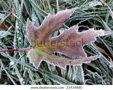 frozen leaf maple