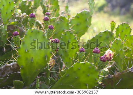 Prickly Pear Cactus / Opuntia - native plants of jeju island