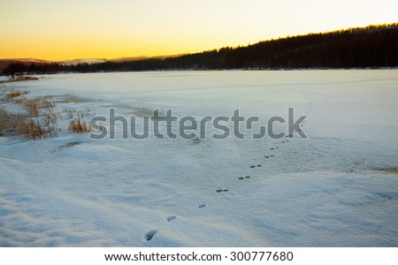 Traces of wild animals on the ice of the lake.