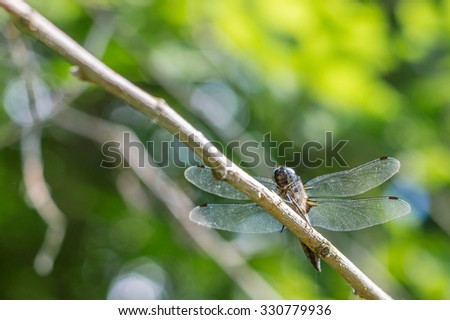Golden, hairy dragonfly with turquoise eyes transparent wings shining sitting holding onto a thin wooden branch, blurry green leaves in the background