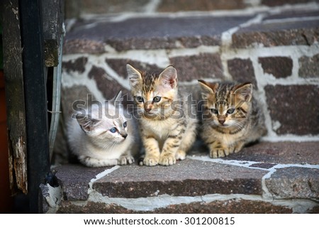 Three kittens, on grey stairs, outside. Cute. Adorable. Lovely. Friendship, community concept.