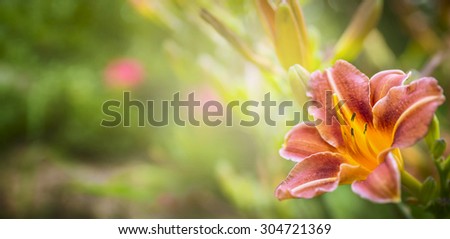 Orange Lily on the background green summer Garden, banner