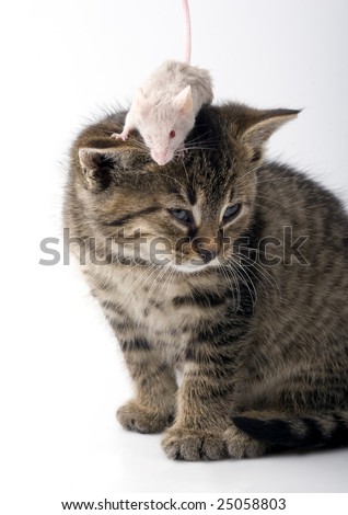 Masha Babko Siberian Mouse