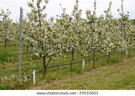 cordon apple trees with surface irrigation system