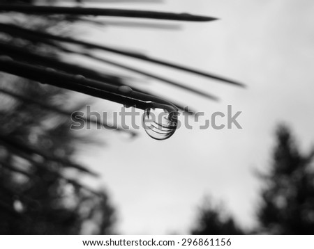 Reflective dew drop on a pine needle, black and white