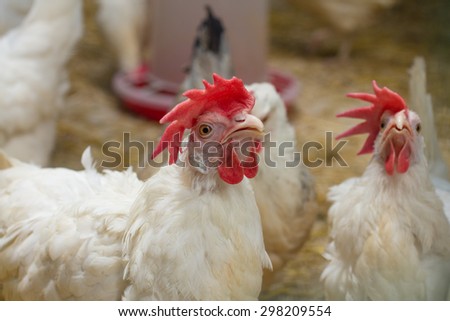 White chicken farm