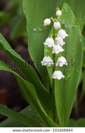 The caps of a lily of the drip from a recent rain fall. the green leaves of the flower surround the small white bell-flowers.