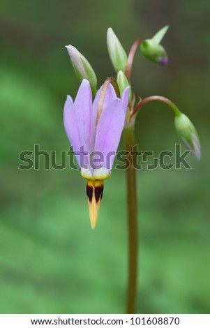 The first blossom of a shooting star dangles toward the ground. Its vivid colors light up the soft green hues of the forest floor.
