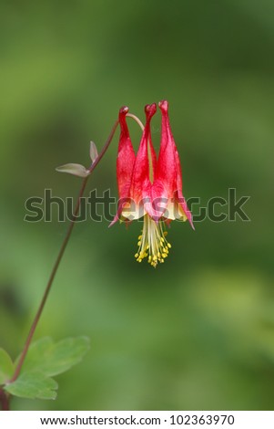 A solitary red columbine leans into focus in the soft green meadow. Brilliant red and maroon flower with yellow pistil and stamen.