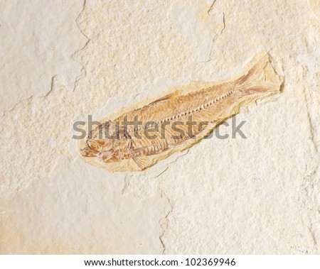 Fossilized skeleton of a fish set in sandstone.