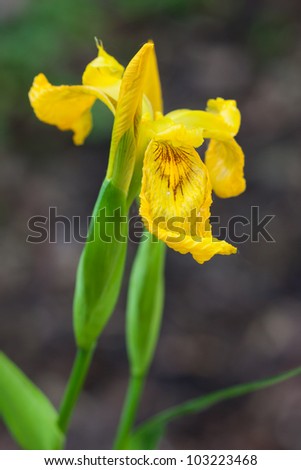 a large yellow iris slowly unravels itself into the world. bright yellow petals, with green stems. Another blossom waits it urn to open to the world.