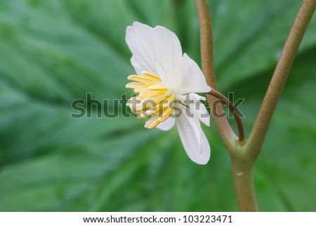 The large flower of a may apple blossoms in between its two leaf stems. The white petals and yellow stamen contrast against a green background. The veins of the leaf point inward to the flower.