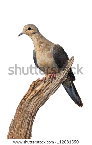 Profile of a mourning dove using its talons to grasp the end of a dried, broken branch. Dove leans forward on a 45 degree angle, white background