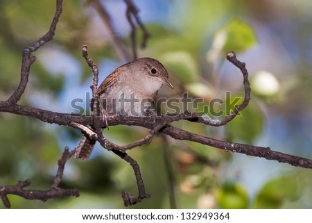 Framed by branches of an apple tree, a house wren looks inquisitively toward the ground. The tans and browns of the bird\'??s feathers contrast against a tranquil background of blues and leafy greens.