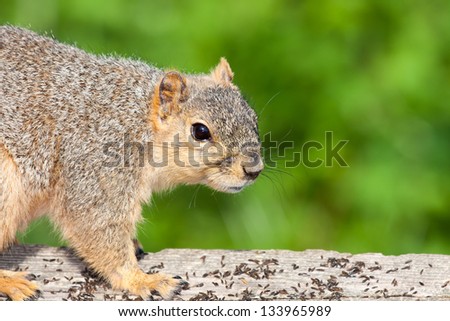 An eastern gray squirrel, ears perked up and eyes wide open, pauses on wooden fence post scattered with thistle seeds. Out of focus green leaves provide a natural background.
