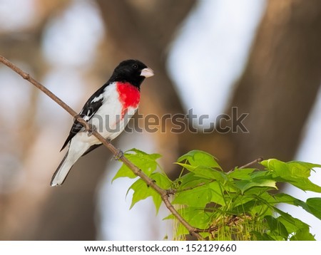 Rose-breasted Grosbeak perched on the branch of a maple tree. Bright red breast stand out against its white and black feathers. Background is soft soft sky blues and out soft focus tree branches.