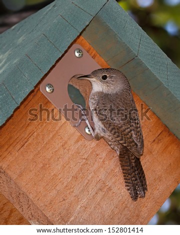 a house wren clings to the entrance of a birdhouse while it peers into the opening.