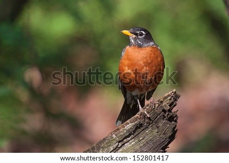 a robin sits on top of a fallen branch.