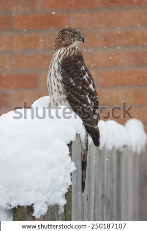 A Cooper\'s Hawk braves the recent blizzard. While perched on a fence post that is covered in snow, the raptor turns its head 180 degrees away from the blowing snow.