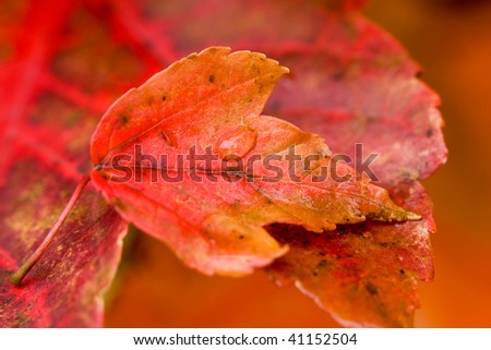 autumn maple leaf holds a droplet of water while resting on a larger leaf. shallow focus