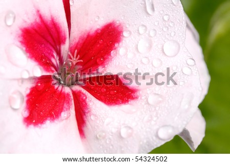 closeup of the pistil of a pink and white geranium covered with dew. green out of focus background; beautiful backdrop for designers