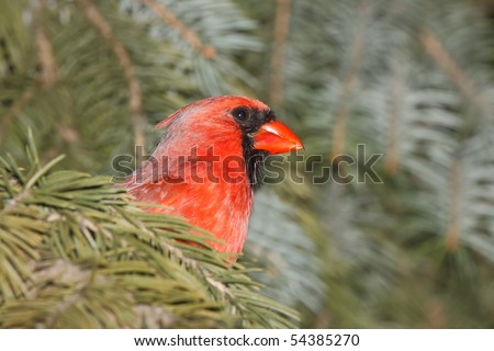 cardinal peeks its head out as it hides for cover in a blue spruce;