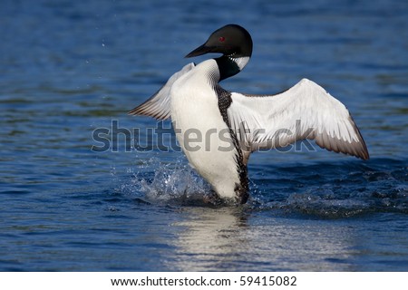 common loon in flight. stock photo : common loon