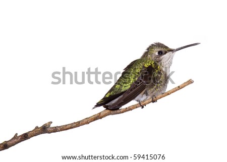 profile of a hummingbird perched on a branch; white background
