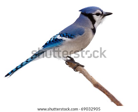 Blue Jay Profile