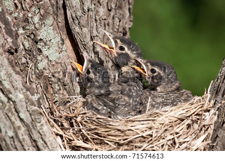 three unfledged young robins cry in hunger for their parents to feed them; birds in a nest with shallow focus next and green background.
