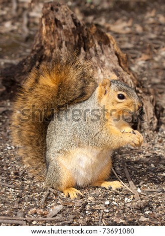 reddish eastern gray squirrel keeps a watchful eye for predators as it eats sunflower seeds; background of shallow focus forest floor and tree stump