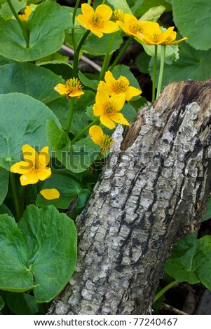 marsh marigold blooms beside a fallen branch; beautiful yellow blossoms pop out of green leaves which surround a fallen log